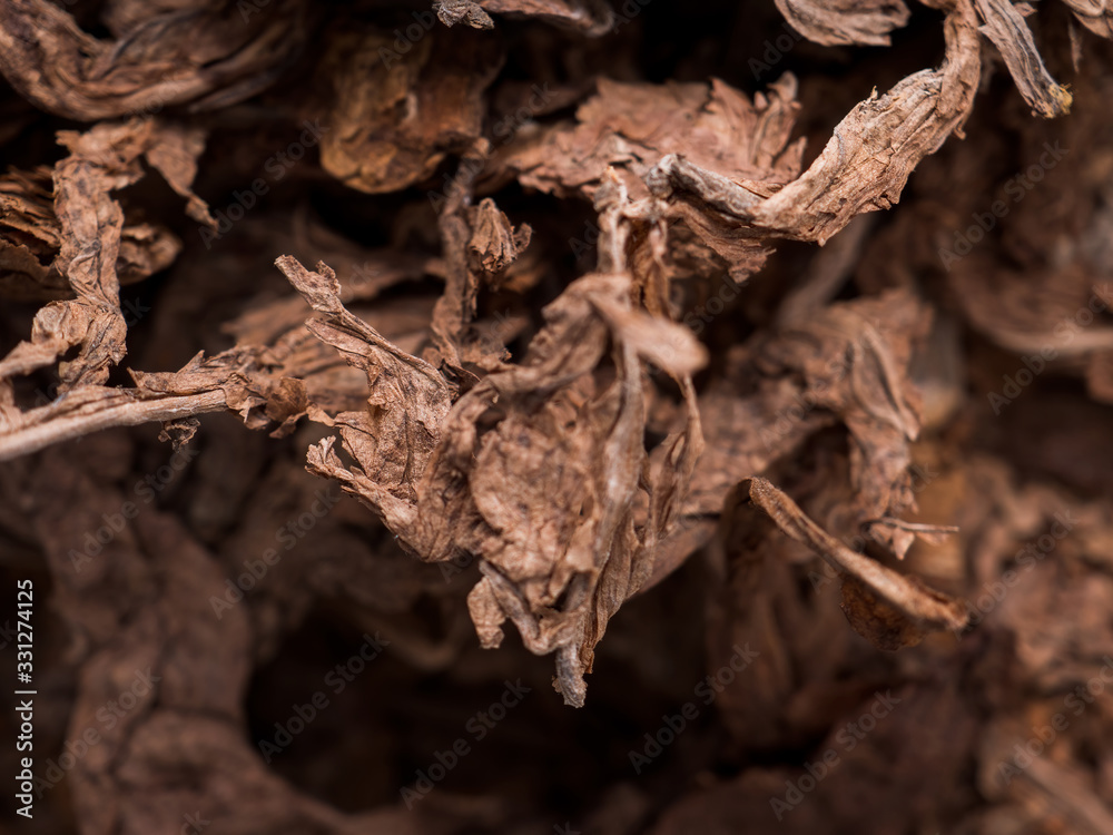 Tobacco leaves close-up. Raw tobacco Tobacco leaves close-up. Raw tobacco