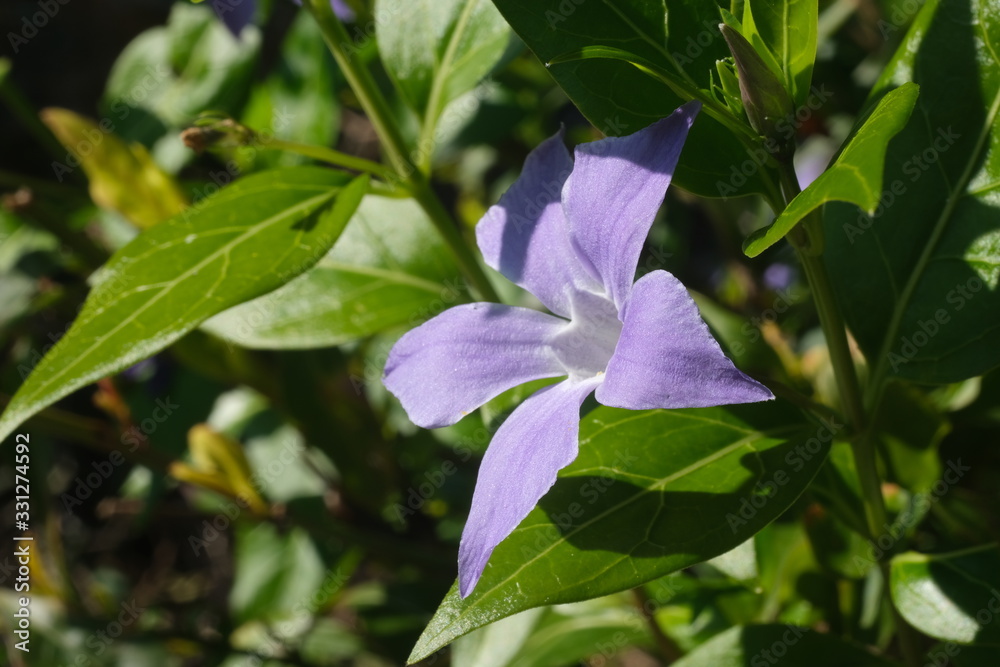 Periwinkle blue flower with green leaves. Macro. Periwinkle blue flower with green leaves. Macro.
