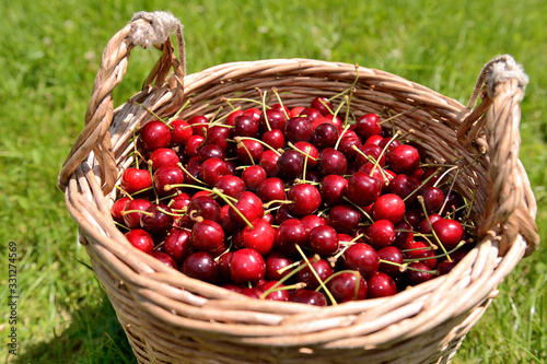 Cerises dans un panier en osier, variété  bigarreau Hedelfingen photo
