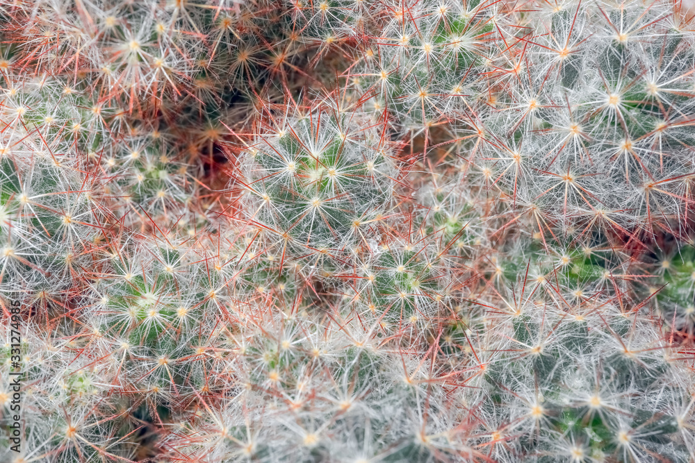 cactus close up on the entire frame as a background cactus close up on the entire frame as a background