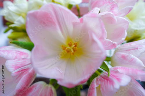 pink flowers