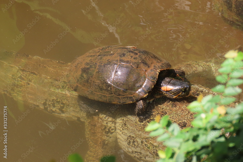 Obraz premium turtle in water