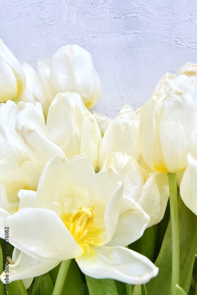 Beautiful wilted white tulips with tender petals, soft focus. Withered tulips with dried petals. Dead bunch of white spring flowers on cement background. Faded tulips. Vertical position 