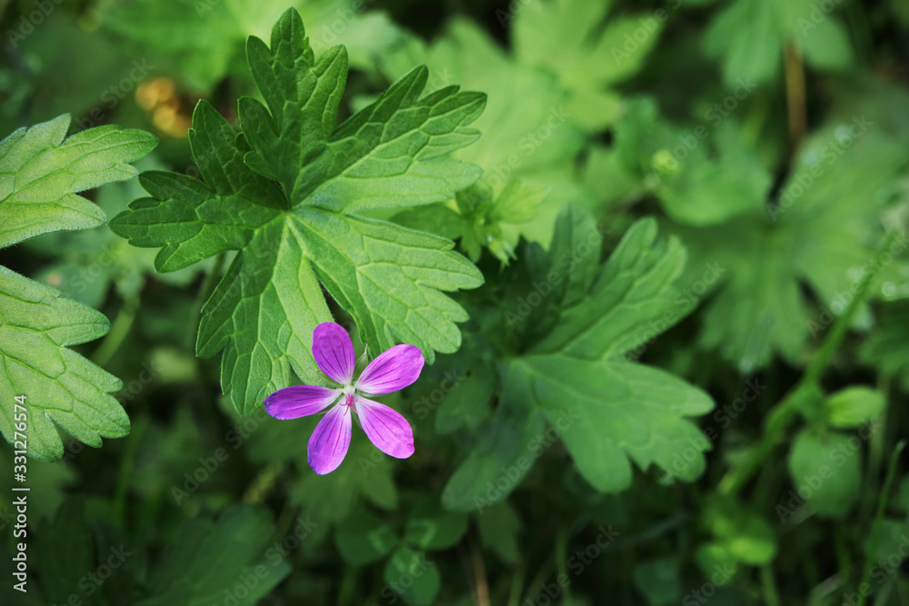 Small purple forest flower on blurred green background Small purple forest flower on blurred green background