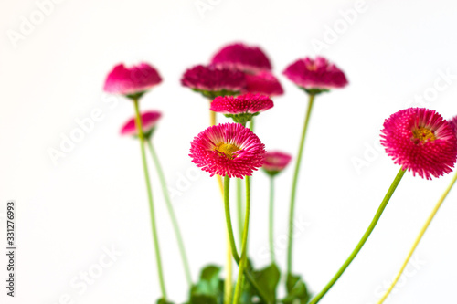 Pink English daisies Bellis perennis on white background isolated. Detailed seasonal natural greeting card. Bellasima rose. Vibrant red magenta color.Home growing plants on windowsill, selective focus