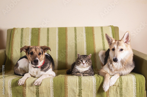 Wall Mural Dogs and sleeping cat resting on sofa