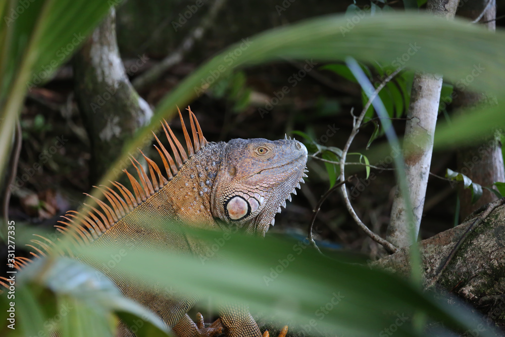 Obraz premium Male of green iguana at Tortuguero National Park, Costa Rica
