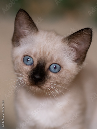 portrait of a blue- eyed kitten © Светлана Федоренко