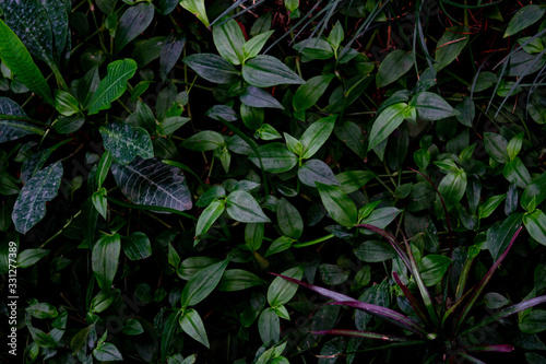 Green leaf texture close up top view