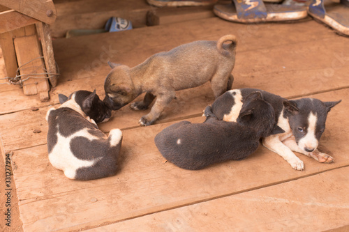 Canvas Print Four cute little puppies dogs in northern Cambodia.