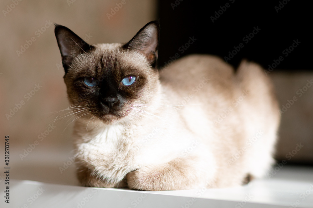blue- eyed Siamese cat lying on the table blue- eyed Siamese cat lying on the table