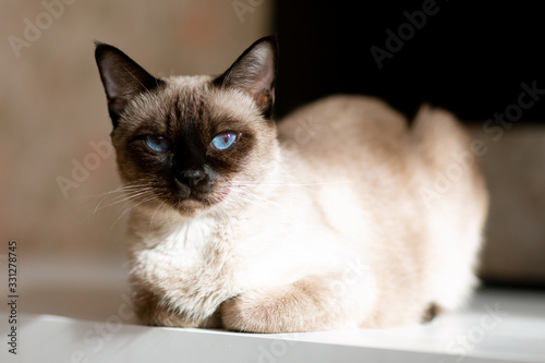 blue- eyed Siamese cat lying on the table © Светлана Федоренко