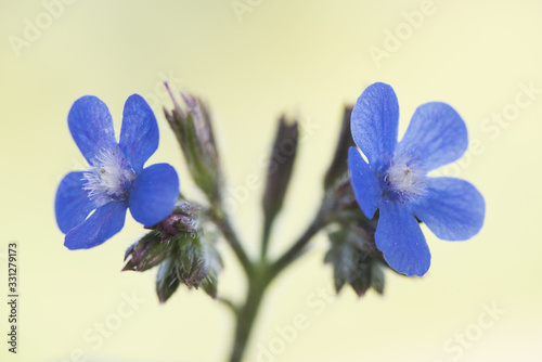 Obraz na płótnie Anchusa azurea garden anchusa or Italian bugloss beautiful shrub with lots of fl