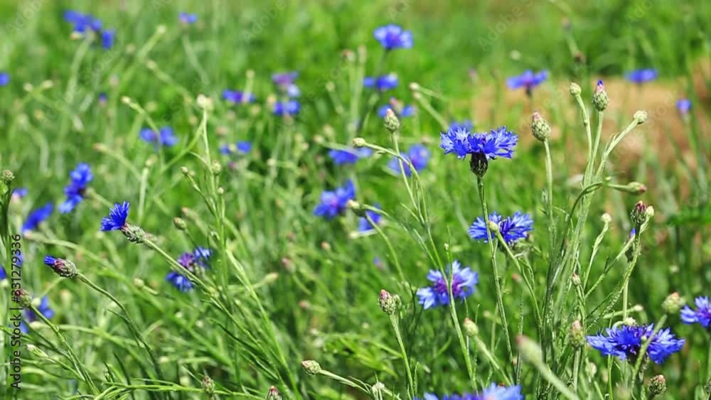 Summer field with cornflowers at sunny day. Summer field with cornflowers at sunny day.