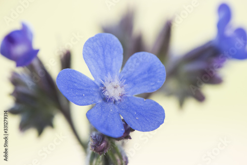 Fotografie Anchusa azurea garden anchusa or Italian bugloss beautiful shrub with lots of fl