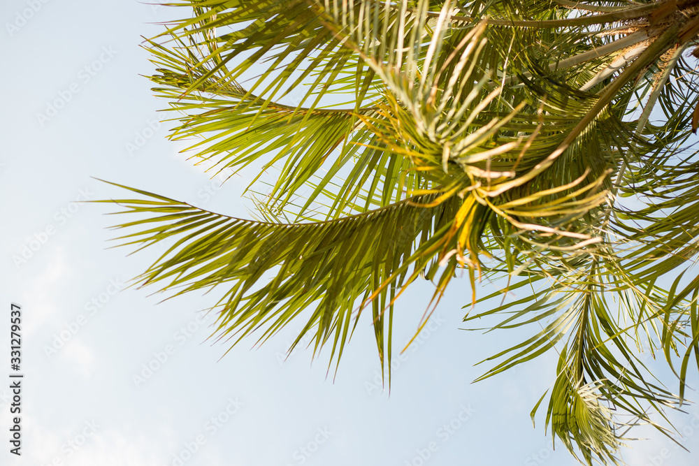 Fototapeta premium Green Palm branches, soft focus, fresh exotic tree foliage, paradise beach, summer vacation and holiday concept