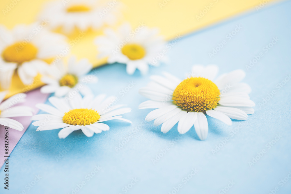 Obraz premium Margeriten - Blüten auf buntem Karton, Vorlage für Design, Hintergrund, Textfreiraum.