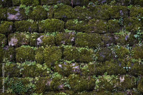 moss on rocks in mountain in nainital uttarakhand 