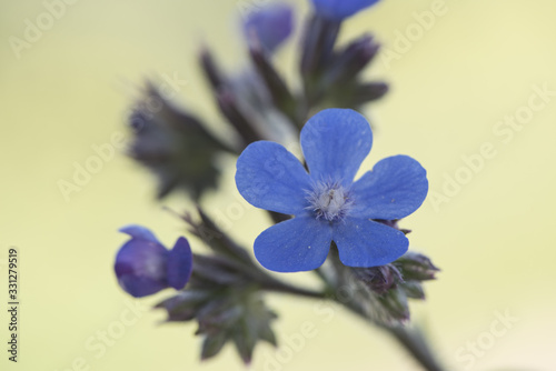 Fotografie Anchusa azurea garden anchusa or Italian bugloss beautiful shrub with lots of fl