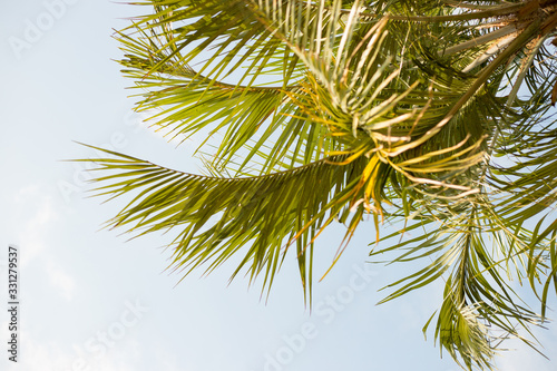 Green Palm branches, soft focus, fresh exotic tree foliage, paradise beach, summer vacation and holiday concept © mdyn