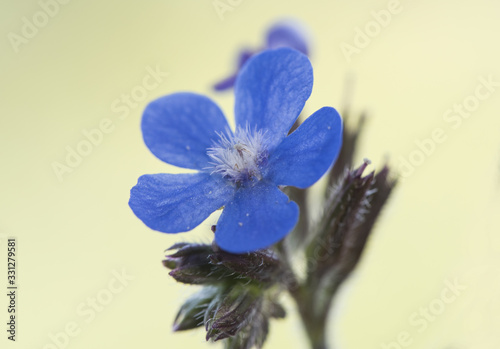 Obraz na płótnie Anchusa azurea garden anchusa or Italian bugloss beautiful shrub with lots of fl