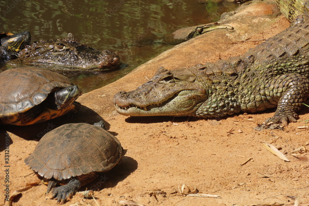 Obraz premium crocodile in water