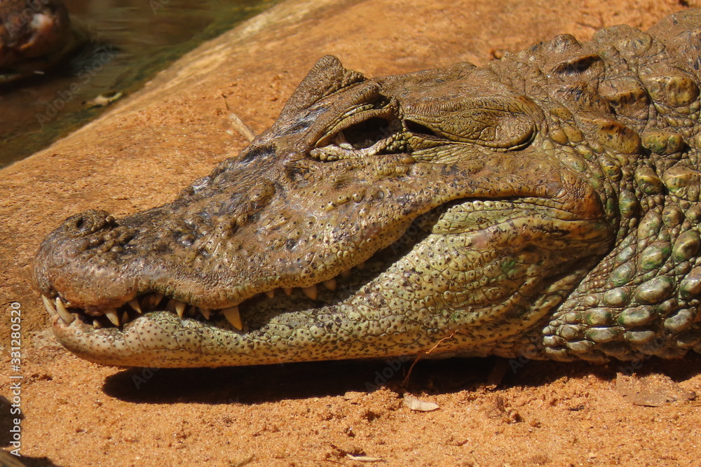 Fototapeta premium crocodile with open mouth