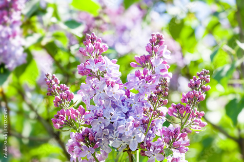 Blossoming Syringa vulgaris lilacs bush. Beautiful springtime floral background with bunches of violet purple flowers. lilac blooming plant, soft focus photo