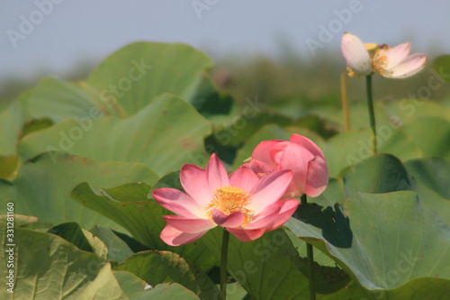Pink Lotus flower in the pond