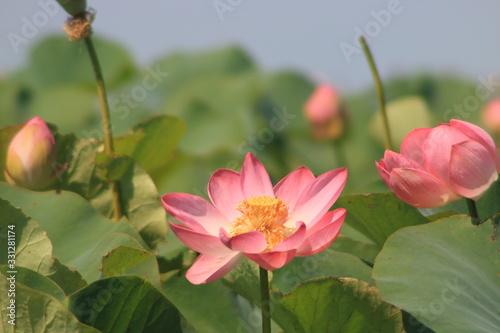 Pink Lotus flower in the pond 