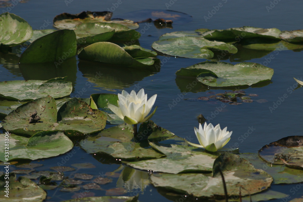 water lily in pond water lily in pond