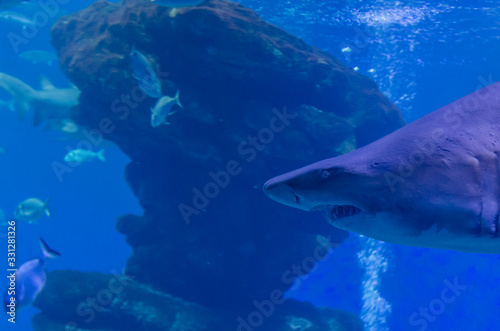 Grey shark next to the camera looking for food