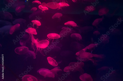 Lots of jellyfish with pink light