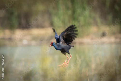 El calamón común ​ es una especie de ave gruiforme de la familia Rallidae que habita en humedales del sur de Eurasia y el noroeste de África. Se trata de un ave acuática de gran tamaño muy vistosa, co photo