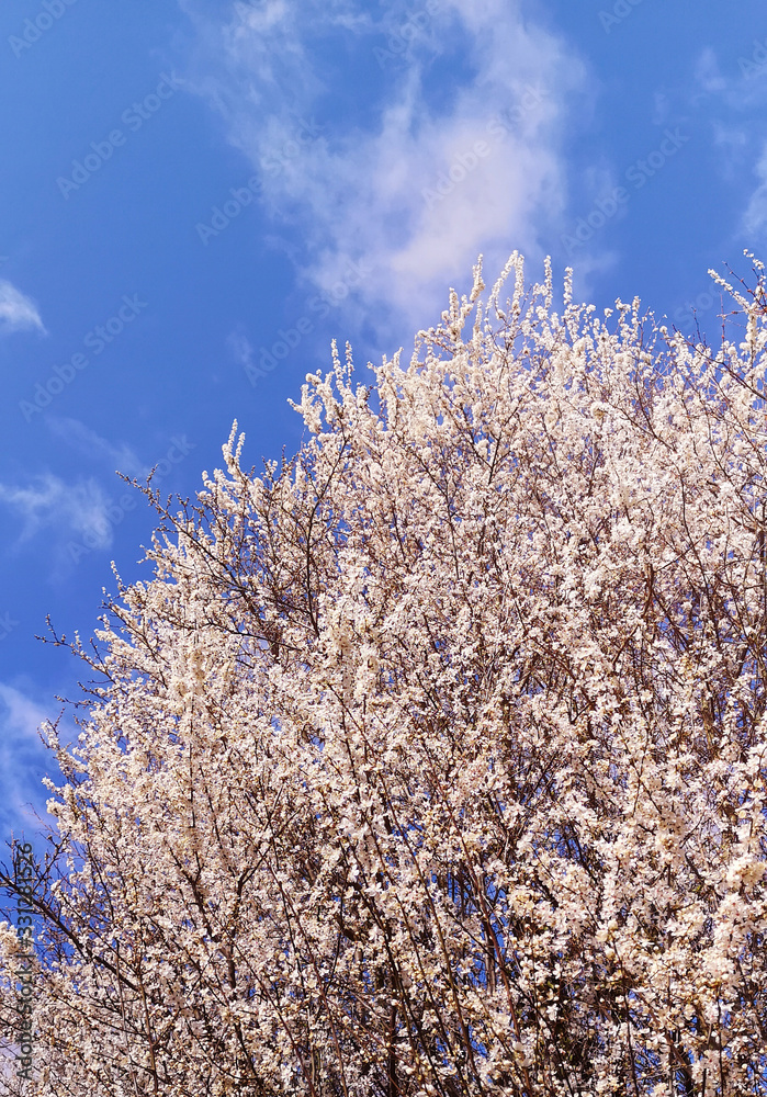 Vertical shot of thick lush large shrub or cherry tree blooming profusely with white flowers with yellow pistils against bright blue sky with sparse white clouds on spring sunny day.Selective focus