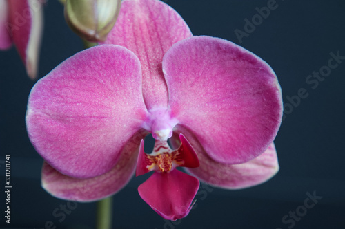 Pink Orchid Flower