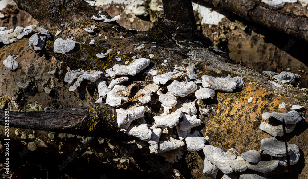 Obraz premium The remains of old mushrooms dry in the spring sunshine on the forest floor in Kettle Moraine State Forest near Parnell Tower