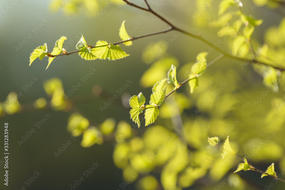 Young tree leaf and bud. New spring foliage appearing on branches. Tree or bush releasing buds. Seasonal forest background. Young tree leaf and bud. New spring foliage appearing on branches. Tree or bush releasing buds. Seasonal forest background.