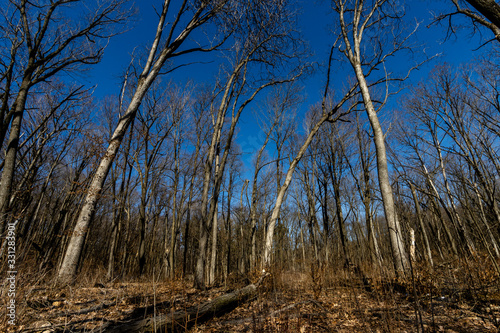 Bare trees awaiting the arrival of spring in the Wisconsin woods near Parnell Tower in Kettle Moraine State Forest