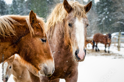 Family of horses in winter