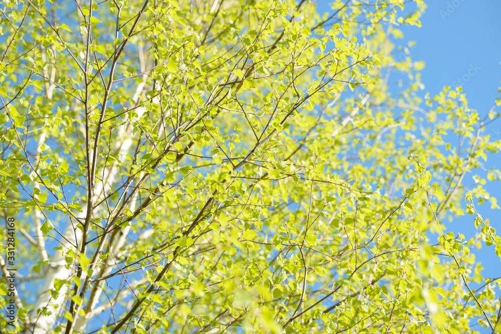 Young tree leaf and bud. New spring foliage appearing on branches. Tree or bush releasing buds. Seasonal forest background.