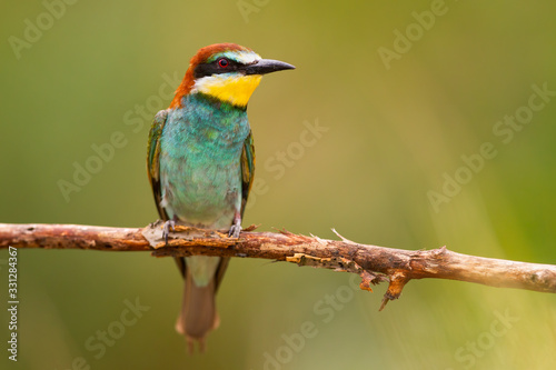 Surprised european bee-eater, merops apiaster, sitting in summertime from front view with copy space . Wild animal with yellow feathers and red eye on twig in nature.
