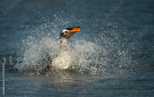 Close up of a Gentoo penguin diving