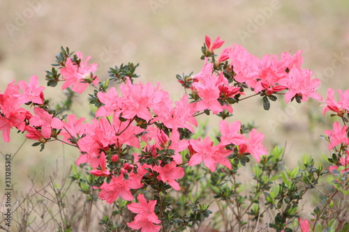 pink flowers in the garden