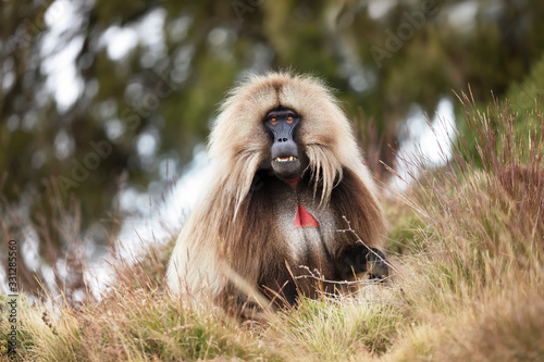 Gelada monkey sitting in grass  Simien mountains  Ethiopia.