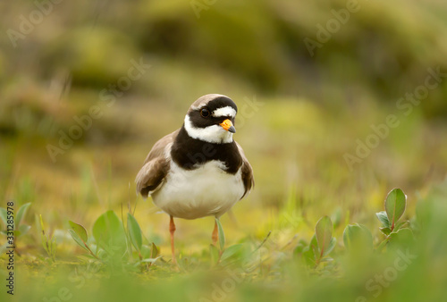 Close up of a Ringed plover in grass