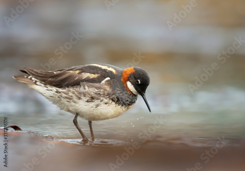 Red-necked phalarope feeding in water photo