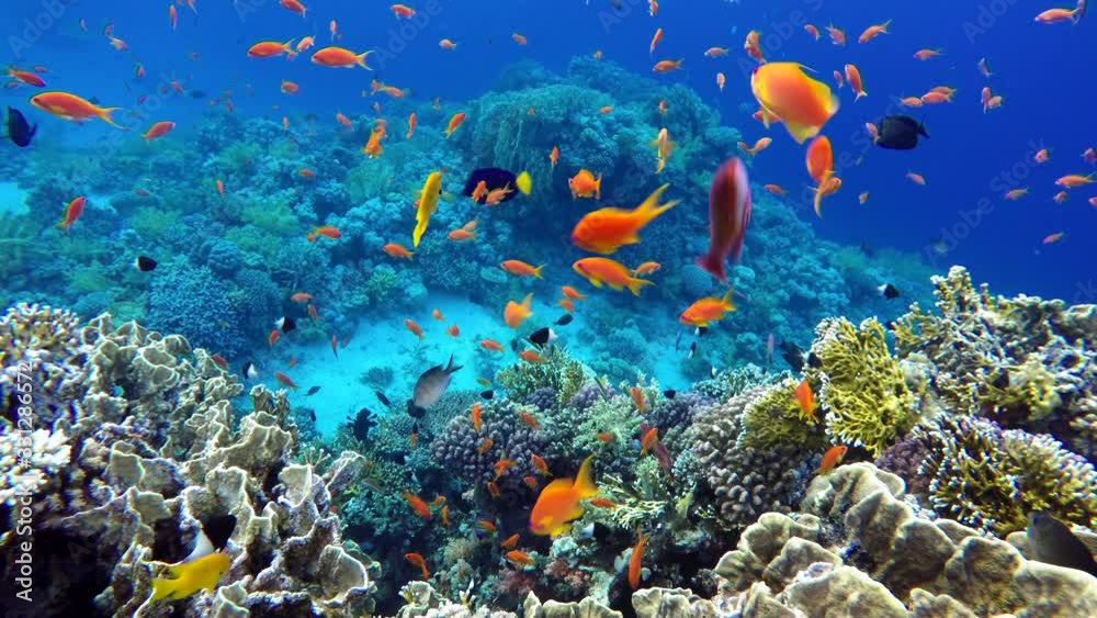 Underwater life in the ocean. Tropical fish. Underwater life in the ocean. Tropical fish.