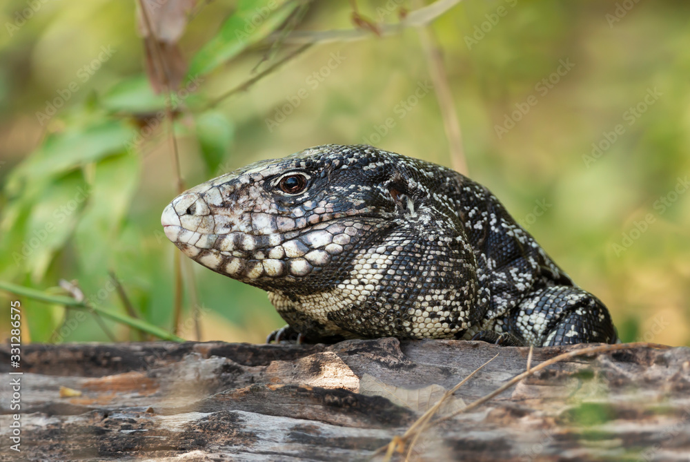 Naklejka premium Close up of a Black and White Tegu