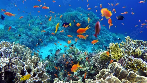 Underwater life in the ocean. Tropical fish.   